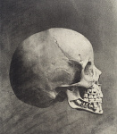 2006AG1519-01
&copy; Victoria and Albert Museum, London
Human Skull in Profile. England, late 19th century