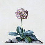 2006AL3792-01
&copy; Victoria and Albert Museum, London
Primula, by George Dionysus Ehret. Germany, 18th century