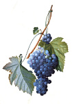 2006BD3962-01
&copy; Victoria and Albert Museum, London
Grapes, by George Dionysius Ehret. Watercolour. England, 18th century