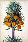2006BF3510-01
&copy; Victoria and Albert Museum, London
Crown Imperial, by Johan Jakob Walther. Germany, 17th century
