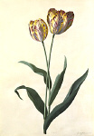 2006AH0329-01
&copy; Victoria and Albert Museum, London
Flower, by George Dionysus Ehret. Germany, 18th century