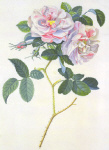 2006AR1145-01
&copy; Victoria and Albert Museum, London
York and Lancaster Rose, by G. D. Ehret. England, 18th century