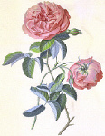 2006AR1146-01
©
Red Provence Rose, by G.D. Ehret. England, 18th century 2006AR1146-01
©
Red Provence Rose, by G.D. Ehret. England, 18th century