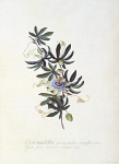 2006BD3966-01
&copy; Victoria and Albert Museum, London
Flower, by George Dionysus Ehret. Germany, 18th century