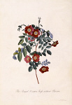 2006BF8351-01
&copy; Victoria and Albert Museum, London
Royal Virgin Rose, by George Dionysus Ehret. Germany, 18th century