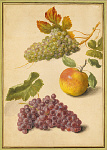 1006BF3992-01
&copy; Victoria and Albert Museum, London
Bunches of Red and Green Grapes, and an Apple, by Johann Jakob Walther, Germany, c.1600