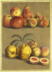 2006BF2419-01
© Victoria and Albert Museum, London
Apples, Pears, Plums & Peaches, by Johann Jakob Walther. Germany, 17th century 2006BF2419-01
© Victoria and Albert Museum, London
Apples, Pears, Plums & Peaches, by Johann Jakob Walther. Germany, 17th century