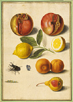 2006BF3990-01
&copy; Victoria and Albert Museum, London
Pomegranates, Lemons and Oranges, from Horti Itzeinensis, by Johann Jakob Walther. Germany, 17th century