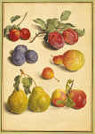 2006BF3992-01
© Victoria and Albert Museum, London
Plums, Cherries, Apples and Pears, from Horti Itzeinensis, by Jacob Johann Jakob Walther. Germany, 17th century 2006BF3992-01
© Victoria and Albert Museum, London
Plums, Cherries, Apples and Pears, from Horti Itzeinensis, by Jacob Johann Jakob Walther. Germany, 17th century