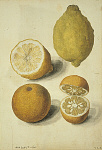 2006AH2100-01
&copy;
Lemons by Jacques Le Moyne de Morgues. France, c.1575