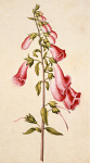 2006AN2075-01
&copy;
Foxglove, by Jacques Le Moyne de Morgues. France, late 16th century