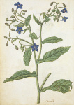 2006AT4113-01
&copy;
Borage, by Jacques Le Moyne de Morgues. France, late 16th century