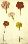 2006AT4114-01
&copy;
Clove Pinks and Marigolds, by Jacques Le Moyne de Morgues. France, late 16th century