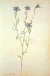 2006AV7063-01
&copy;
Love-in-a-Mist, by Jacques Le Moyne de Morgues. France, late 16th century