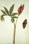 2006AV7088-01
&copy;
Dragon Lily and Butterfly, by Jacques Le Moyne de Morgues. France, late 16th century