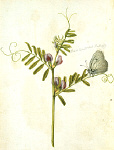 2006AV7096-01
&copy;
Common Vetch and Black Veined White Butterfly, by Jacques Le Moyne de Morgues. France, mid-16th century