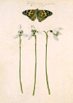 2006AV7100-01
&copy;
Snowdrops and Painted Lady Butterfly, by Jacques Le Moyne de Morgues. France, late 16th century
