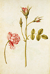 2006AV7110-01
&copy;
Pink Rose by Jacques Le Moyne de Morgues. France, c.1568