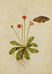 2006AV7111-01
&copy;
Daisy & Painted Lady Butterfly, by Jacques Le Moyne de Morgues. France, c.1568