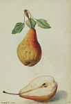 2006BD6998-01
&copy;
Pears, by Jacques Le Moyne de Morgues. France, c.1568