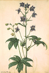 2006BG1948-01
&copy;
Delphinium Staphisagriat, by Jacques Le Moyne de Morgues. France, late 16th century