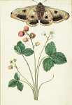 2006BG1951-01
&copy;
Wild Strawberry & Female Emperor Moth, by Jacques Le Moyne de Morgues. France, c.1568