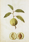 2006BG1954-01
&copy;

Pyrus Domestica, by Jacques Le Moyne de Morgues. France, c.1568