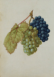 2006BG1957-01
&copy;
Black Grapes & White Grapes, by Jacques Le Moyne de Morgues. France, c.1568