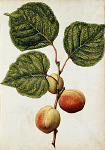 2006BG1962-01
&copy;
Peach, by Jacques Le Moyne de Morgues. France, c.1568