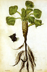 2006BG1964-01
&copy;
Water Chestnut, by Jacques Le Moyne de Morgues. France, late 16th century