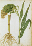 2006BG1965-01
&copy;
Millet, by Jacques Le Moyne de Morgues. France, c.1568
