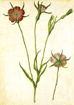 2006BG1968-01
&copy;
Corncockle, by Jacques Le Moyne de Morgues. France, late 16th century