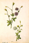 2006BG1971-01
&copy;
Double Columbine, by Jaques le Moyne de Morgues. France, late 16th century