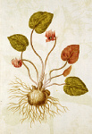 2006BG1973-01
&copy;
Cyclamen, by Jacques Le Moyne de Morgues. France, late 16th century
