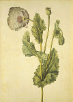 2006BG1974-01
&copy;
Opium Poppy, by Jacques Le Moyne de Morgues. France, c.1568