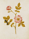 2006BG1976-01
&copy;
Dog Rose & Caterpillar, by Jacques Le Moyne de Morgues. France, c.1568