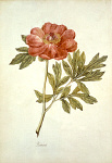 2006AV7108-01
&copy;
Peony, by Jacques Le Moyne de Morgues. France, mid-16th century