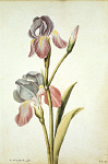 2006AV7107-01
&copy;
Iris, by Jacques Le Moyne de Morgues. France, late 16th century