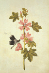 2006AV7101-01
&copy;
Mallow and Flagfly, by Jacques Le Moyne de Morgues. France, late 16th century