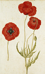 2006AV7087-01
&copy;
Corn Poppy, by Jacques Le Moyne de Morgues. France, c.1568