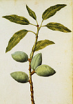 2006BG1963-01
&copy;
Almond, by Jacques Le Moyne de Morgues. France, c.1568