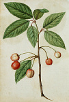 2006AV7081-01
&copy;
Cherry, by Jacques Le Moyne de Morgues. France, c.1568
