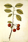 2006BG1961-01
&copy;
Cherry, by Jacques Le Moyne de Morgues. France, late 16th century