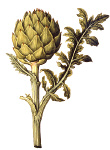 2006AV7078-01
&copy;
Globe Artichoke, by Jacques Le Moyne de Morgues. France, 16th century