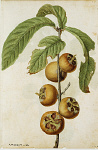 2006BG1959-01
&copy;
Medlar, by Jacques Le Moyne de Morgues. France, c.1568