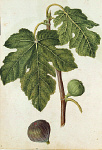 2006AV7076-01
&copy;
Fig, by Jacques Le Moyne de Morgues. France, c.1568