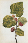2006AV7075-01
&copy;
Mulberry, by Jacques Le Moyne de Morgues. France, c.1568