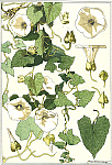 2006AM5408-01
&copy; Victoria and Albert Museum, London
Bind Weed, by Eugene Samuel Grasset. France, 1900