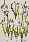 2006AP0138-01
©
Snowdrops, by Eugene Grasset. London, England, 1897 2006AP0138-01
©
Snowdrops, by Eugene Grasset. London, England, 1897