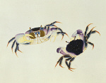 2006BF8390-01
&copy; Victoria and Albert Museum, London
A Land Crab, Delhi Company School. India,19th century